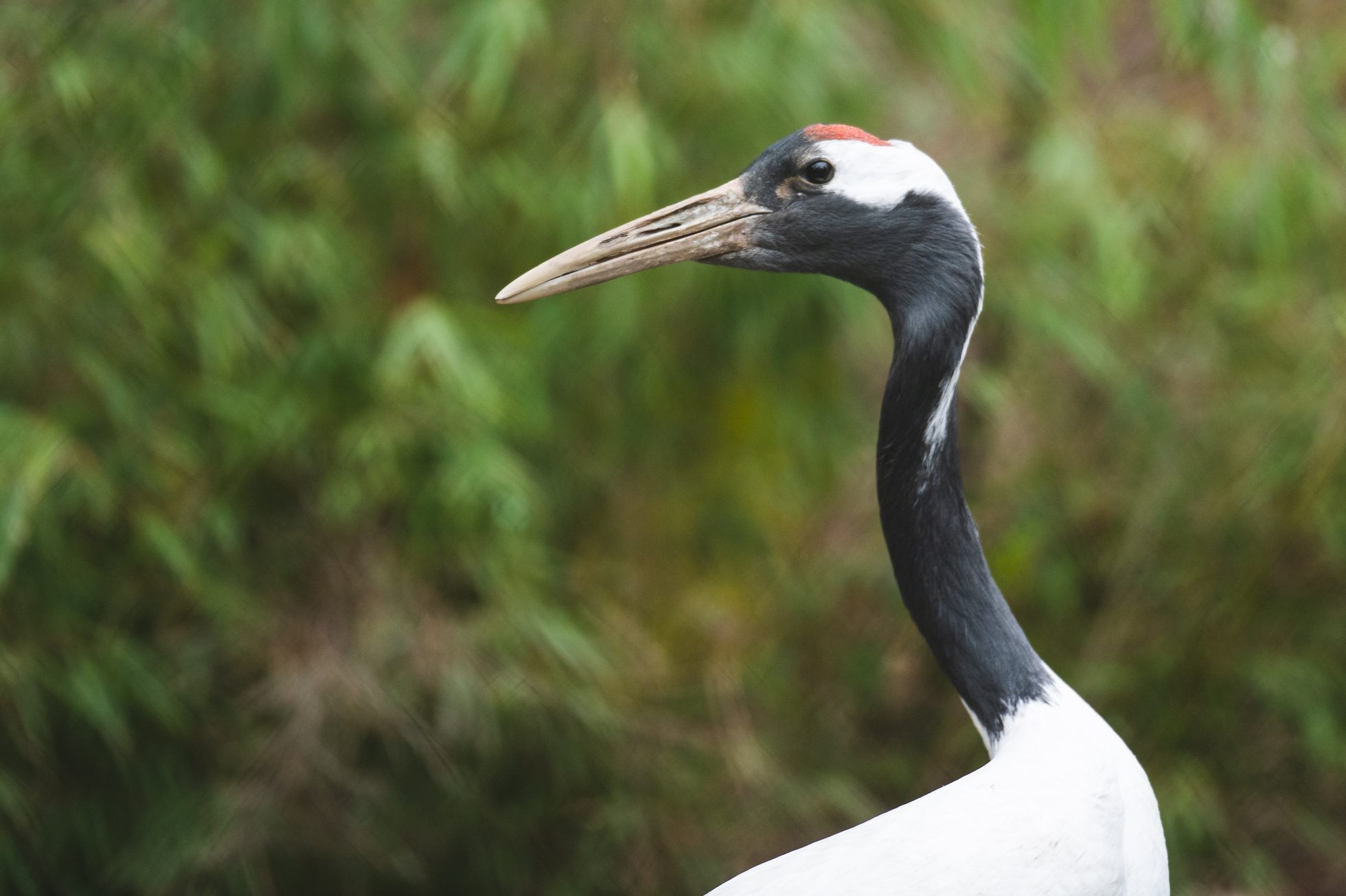 Manchurian crane from the Wrocław Zoo